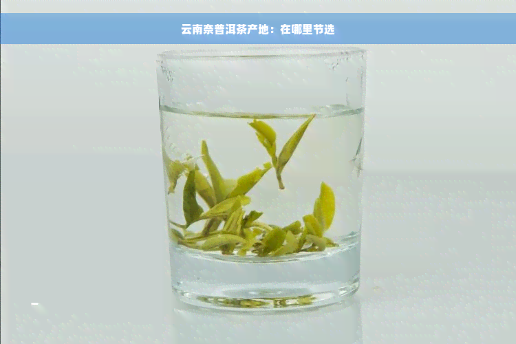 云南奈普洱茶产地：在哪里节选