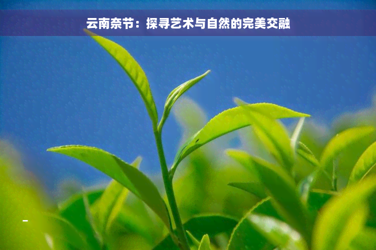 云南奈节：探寻艺术与自然的完美交融