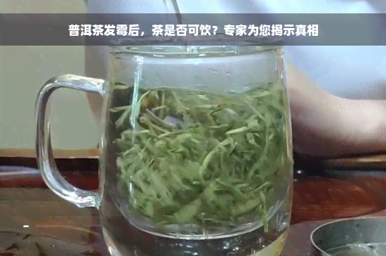 普洱茶发霉后，茶是否可饮？专家为您揭示真相