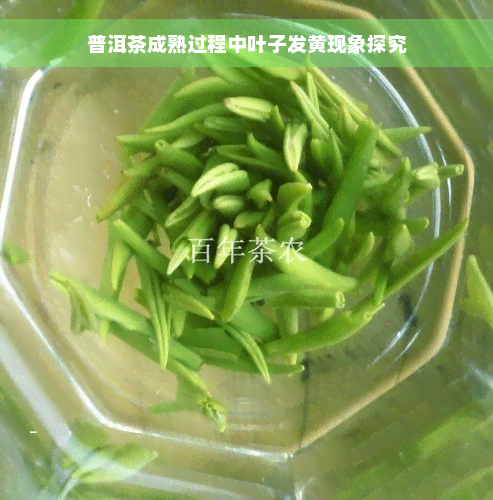 普洱茶成熟过程中叶子发黄现象探究