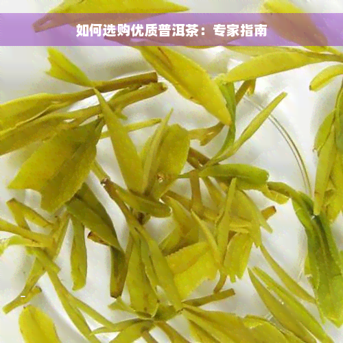 如何选购优质普洱茶：专家指南