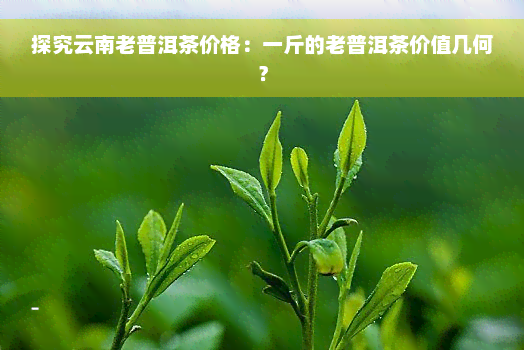 探究云南老普洱茶价格：一斤的老普洱茶价值几何？