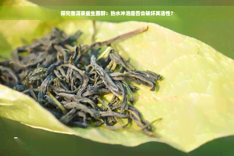 探究普洱茶益生菌群：热水冲泡是否会破坏其活性？