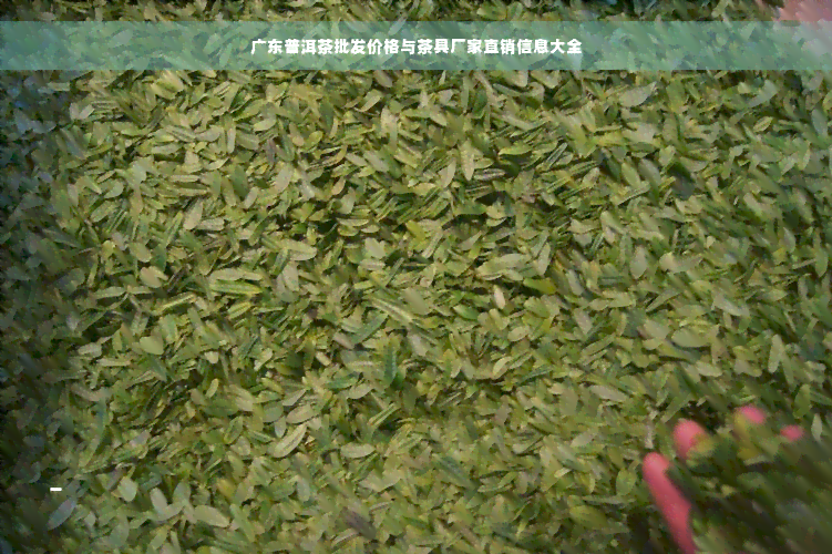 广东普洱茶批发价格与茶具厂家直销信息大全