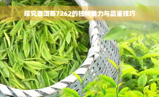 探究普洱茶7262的独特魅力与品鉴技巧