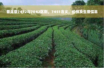 普洱茶7432与7042区别，7451含义，价格及生普信息