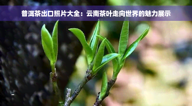 普洱茶出口照片大全：云南茶叶走向世界的魅力展示