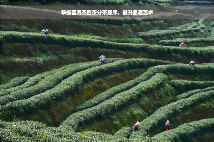 掌握普洱茶倒茶分茶顺序，提升品茗艺术