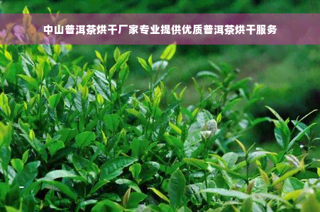 中山普洱茶烘干厂家专业提供优质普洱茶烘干服务