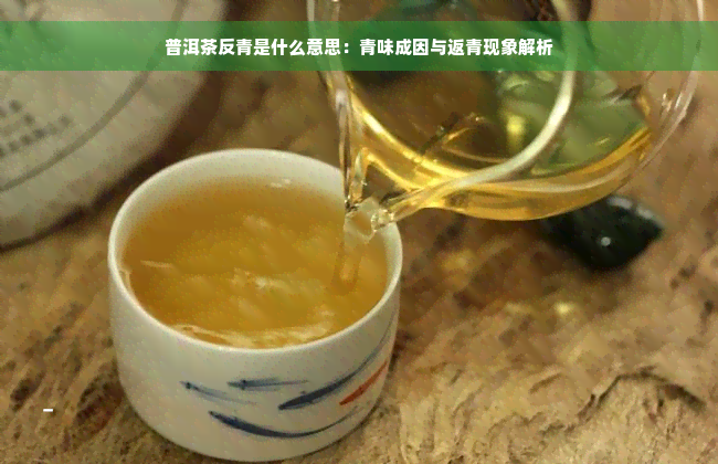 普洱茶反青是什么意思：青味成因与返青现象解析