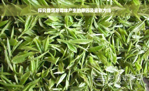 探究普洱茶霉味产生的原因及鉴别方法