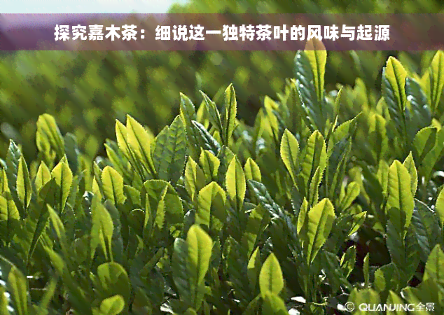 探究嘉木茶：细说这一独特茶叶的风味与起源