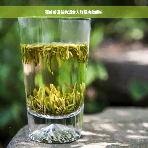 荷叶普洱茶的适合人群及功效解析