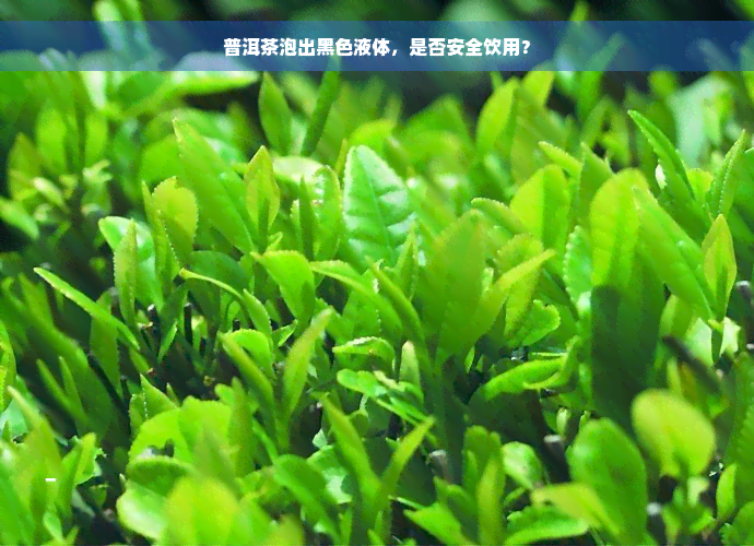 普洱茶泡出黑色液体，是否安全饮用？