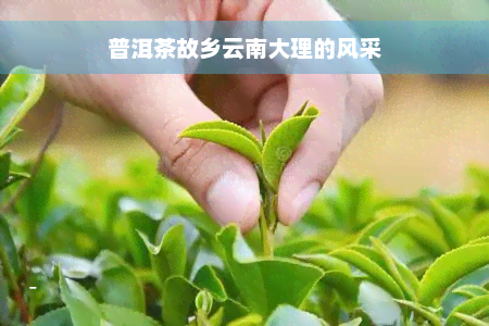 普洱茶故乡云南大理的风采