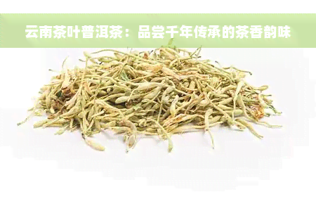 云南茶叶普洱茶：品尝千年传承的茶香韵味