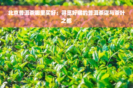 北京普洱茶哪里买好：寻觅好喝的普洱茶店与茶叶之都