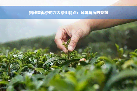 揭秘普洱茶的六大茶山特点：风味与历的交织