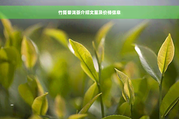 竹筒普洱茶介绍文案及价格信息