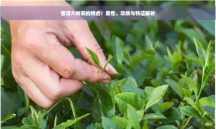 普洱大树茶的特点：属性、功效与特征解析