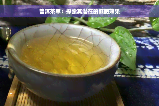 普洱茶萃：探索其潜在的减肥效果