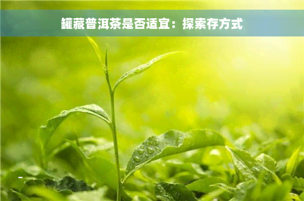 罐藏普洱茶是否适宜：探索存方式