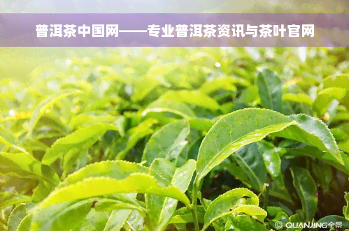 普洱茶中国网——专业普洱茶资讯与茶叶官网