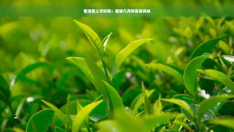 普洱茶上市时间：揭秘几月份品尝风味