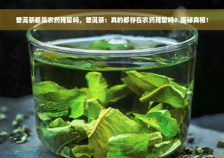 普洱茶都是农药残留吗，普洱茶：真的都存在农药残留吗？揭秘真相！