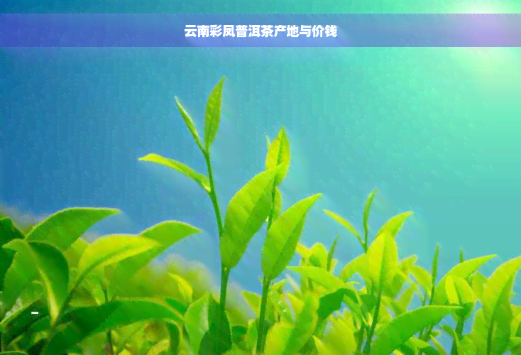 云南彩凤普洱茶产地与价钱