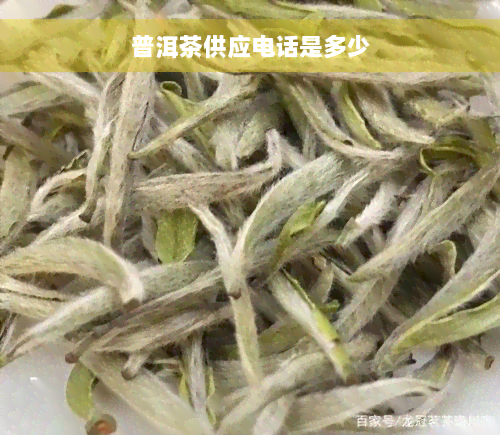 普洱茶供应电话是多少