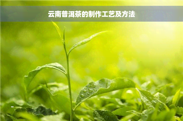 云南普洱茶的制作工艺及方法