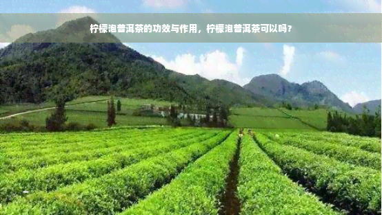 柠檬泡普洱茶的功效与作用，柠檬泡普洱茶可以吗？