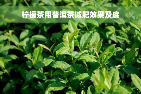 柠檬茶用普洱茶减肥效果及底