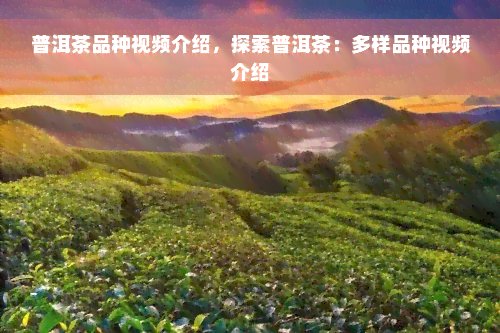 普洱茶品种视频介绍，探索普洱茶：多样品种视频介绍