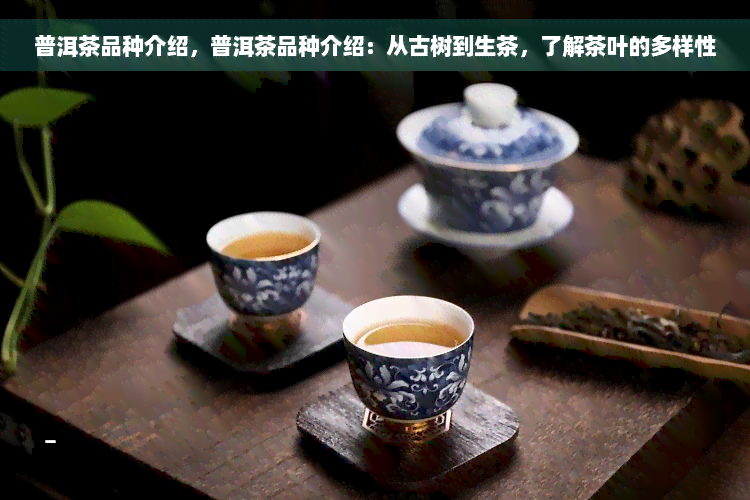 普洱茶品种介绍，普洱茶品种介绍：从古树到生茶，了解茶叶的多样性