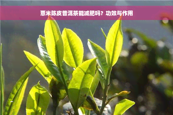 薏米陈皮普洱茶能减肥吗？功效与作用