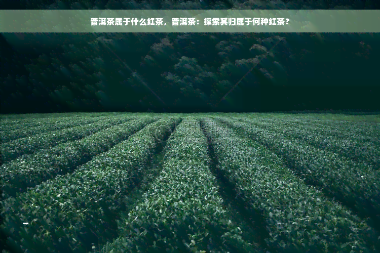 普洱茶属于什么红茶，普洱茶：探索其归属于何种红茶？