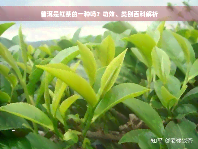 普洱是红茶的一种吗？功效、类别百科解析