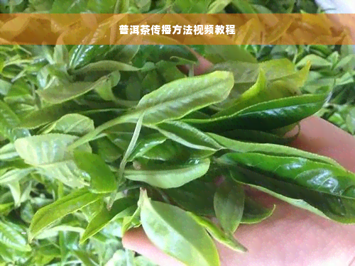 普洱茶传播方法视频教程