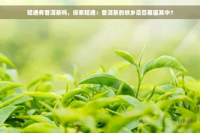 昭通有普洱茶吗，探索昭通：普洱茶的故乡是否藏匿其中？