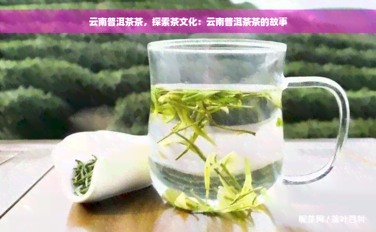 云南普洱茶茶，探索茶文化：云南普洱茶茶的故事