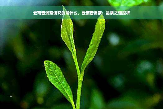 云南普洱茶讲究的是什么，云南普洱茶：品质之道探析