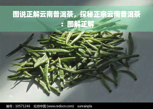 图说正解云南普洱茶，探秘正宗云南普洱茶：图解正解