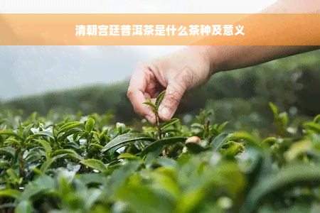 清朝宫廷普洱茶是什么茶种及意义