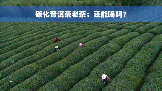 碳化普洱茶老茶：还能喝吗？