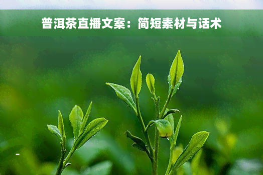 普洱茶直播文案：简短素材与话术