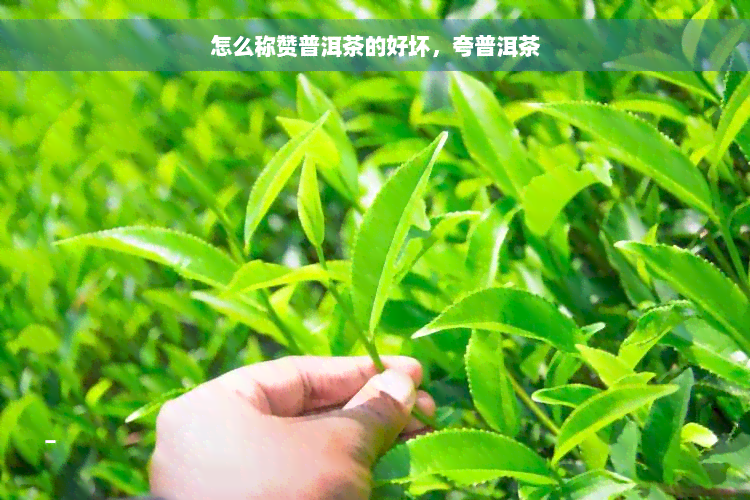 怎么称赞普洱茶的好坏，夸普洱茶