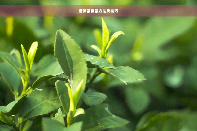 普洱茶存茶方法及技巧