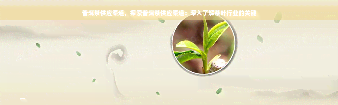 普洱茶供应渠道，探索普洱茶供应渠道：深入了解茶叶行业的关键